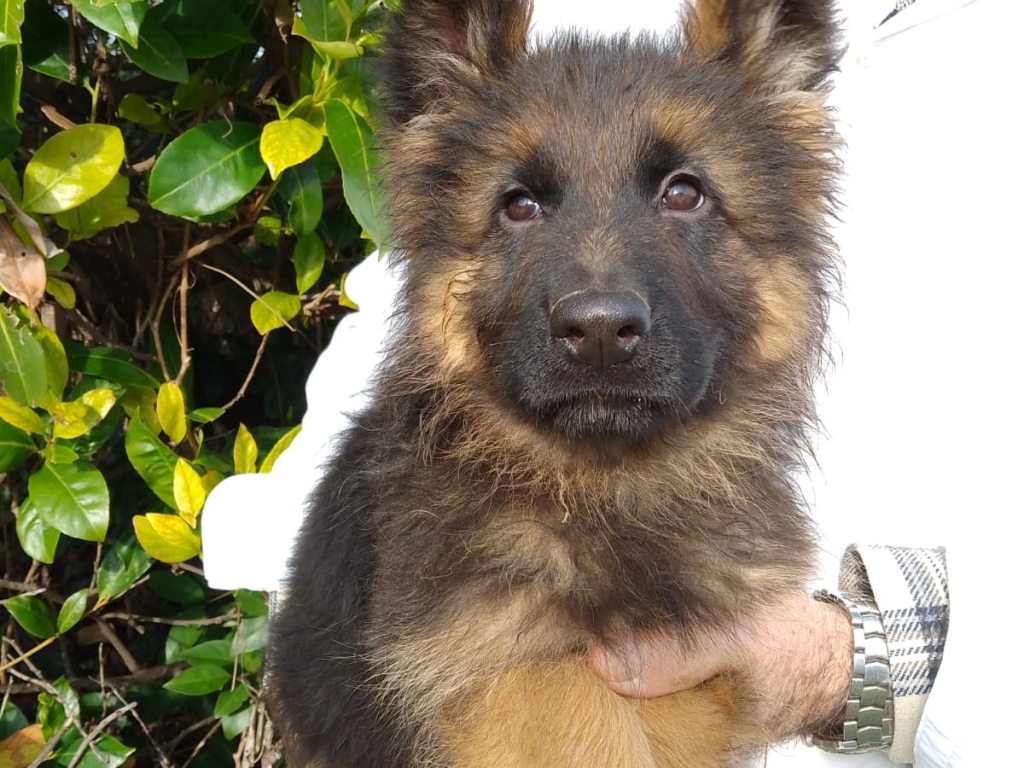Scarica erba, prato, Pastore tedesco cani, Pastore tedesco sfondi per